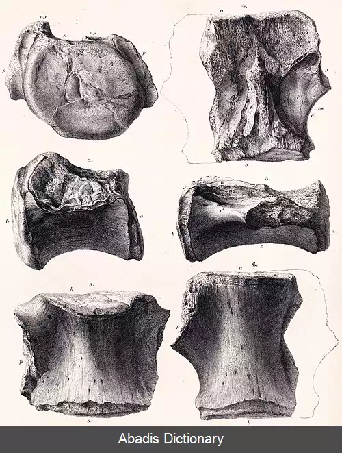 عکس کنده مهره