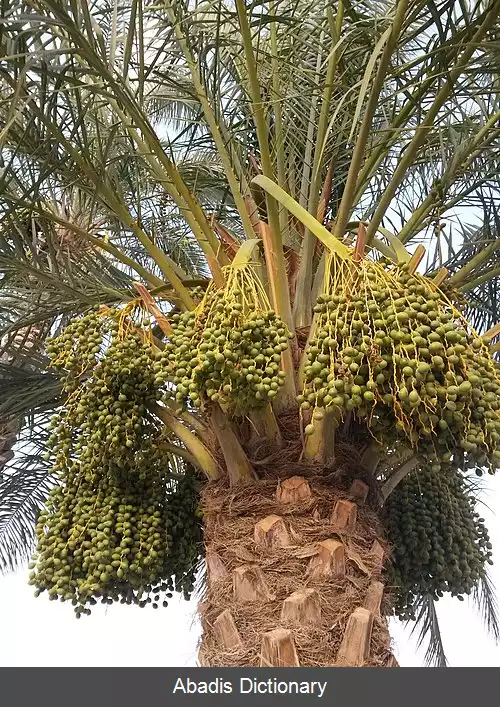 عکس مخور (پیشه)