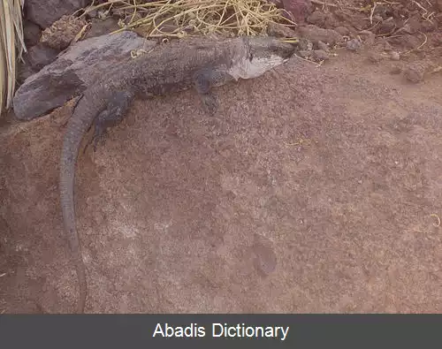 عکس بزمجه غول پیکر لا گومرا