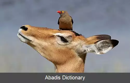 عکس کنه خوار