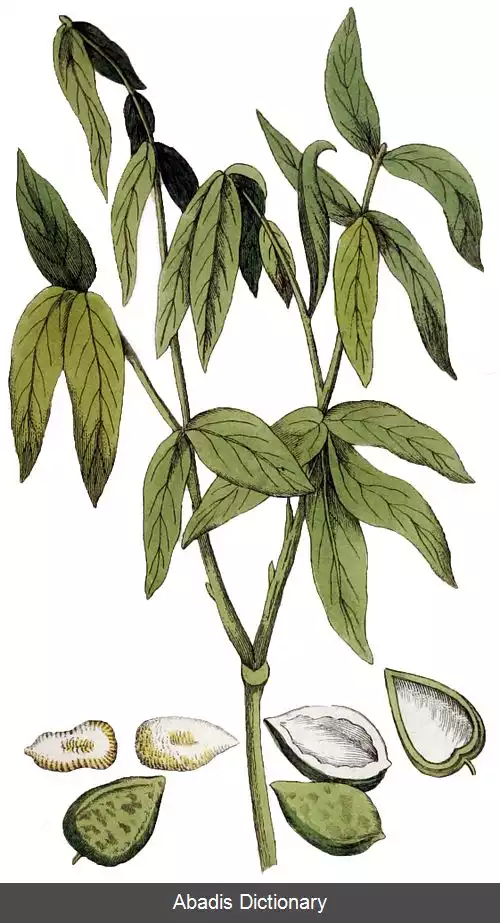 عکس فندوق صابونی غربی