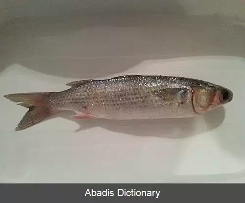 عکس کفال سفید