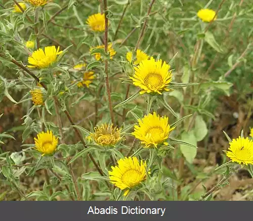 عکس ستاره طلایی (سرده)