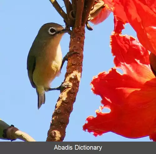 عکس چشم سفید لگام دار
