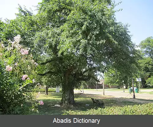 عکس رایویل لوئیزیانا