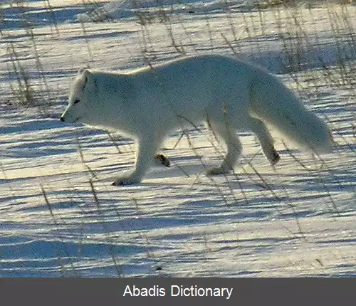 عکس روباه قطبی
