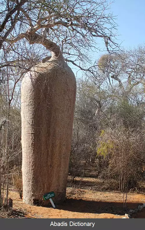 عکس بلالاندا