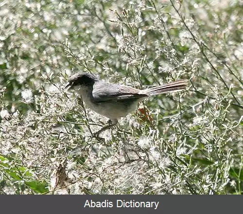 عکس سهره چهچهه زن کلاه سیاه
