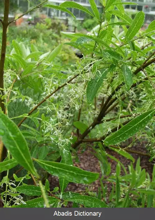 عکس زبان گنجشک زینتی (سرده)