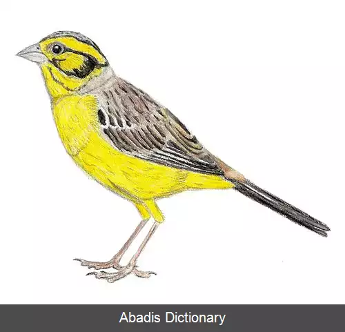 عکس زردپره پابلند