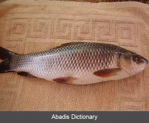 عکس روهو