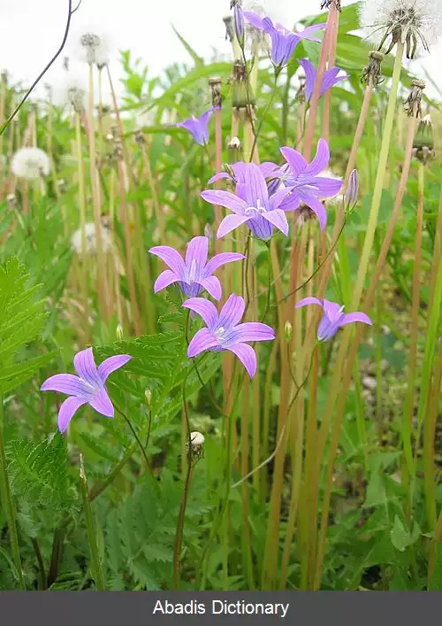 عکس استکانی خوابیده