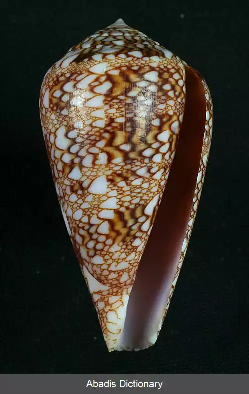 عکس قیفک دال