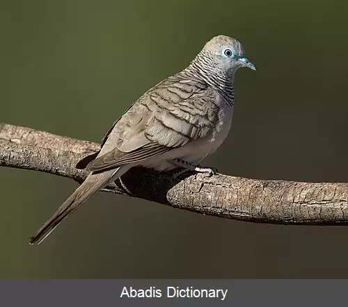 عکس قمری آشتی جو