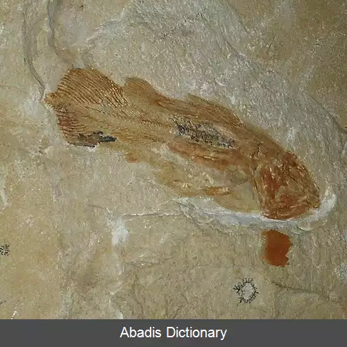عکس بزرگ سیب واره