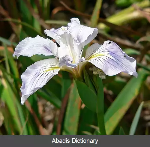 عکس زنبق مونز