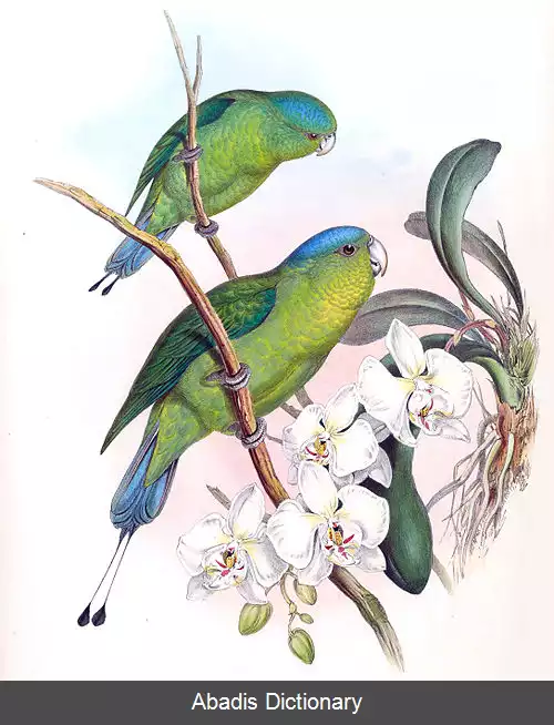 عکس دم پارویی