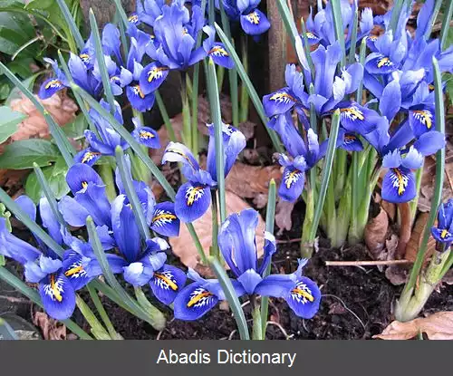 عکس زنبق های توری پیاز