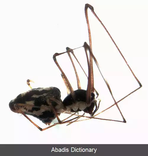 عکس عنکبوت های لحاف دوز درختی