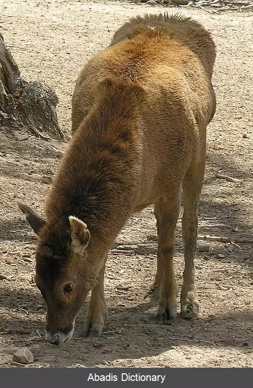 عکس گوزن لب سفید