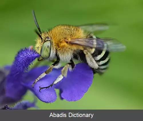 عکس زنبورهای نوارآبی