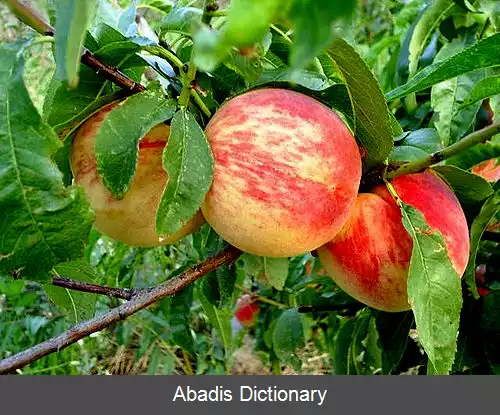 عکس بیوونا