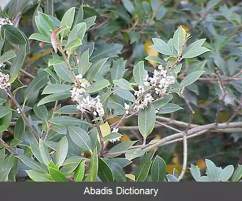 عکس اسمانتوس