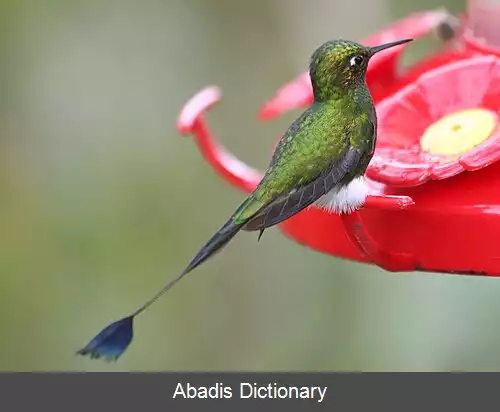 عکس دم پارویی پاپر