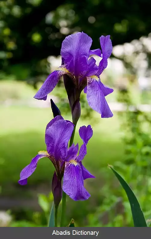 عکس زنبق کرواسی