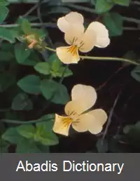 عکس بنفشه سیسیلی