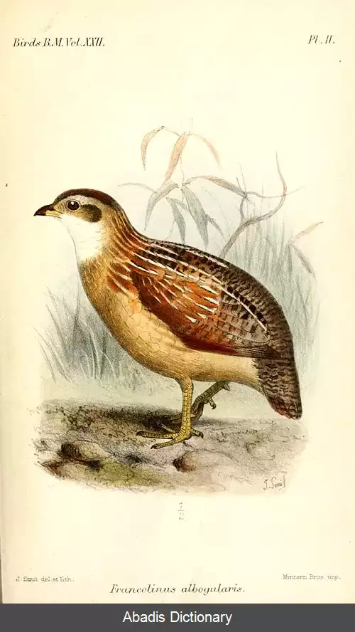 عکس دراج گلوسفید