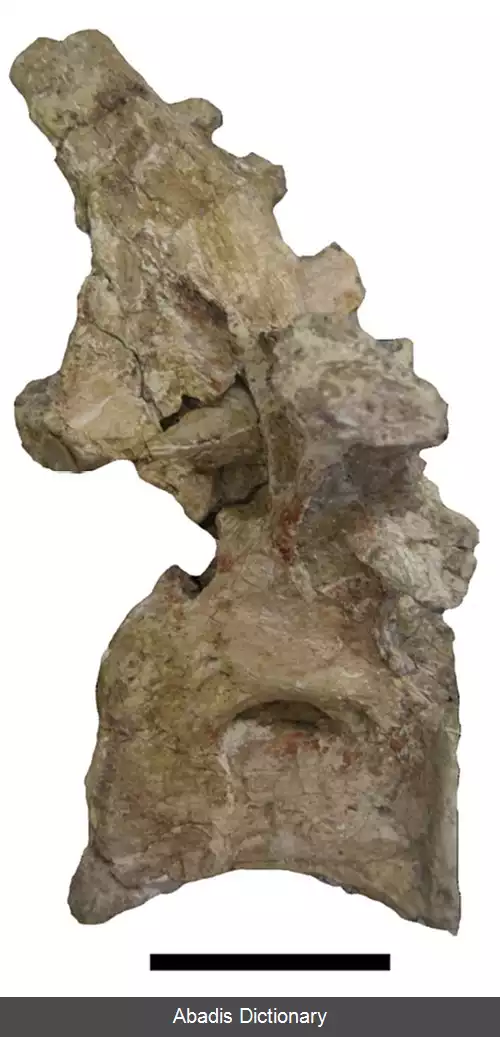 عکس آتسینگانوسور