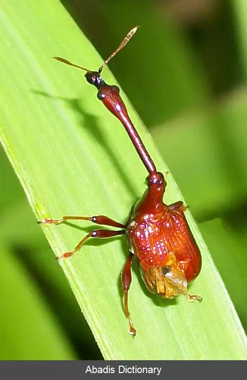 عکس سوسکچه های برگ پیما