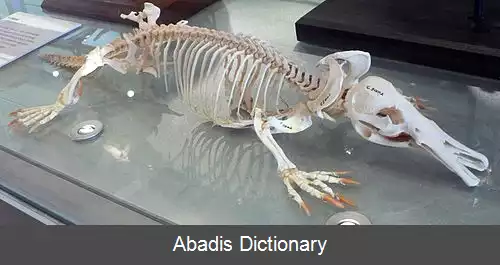 عکس استرالیاگوه ایان