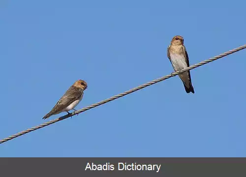 عکس پرستوی سرگندم گون