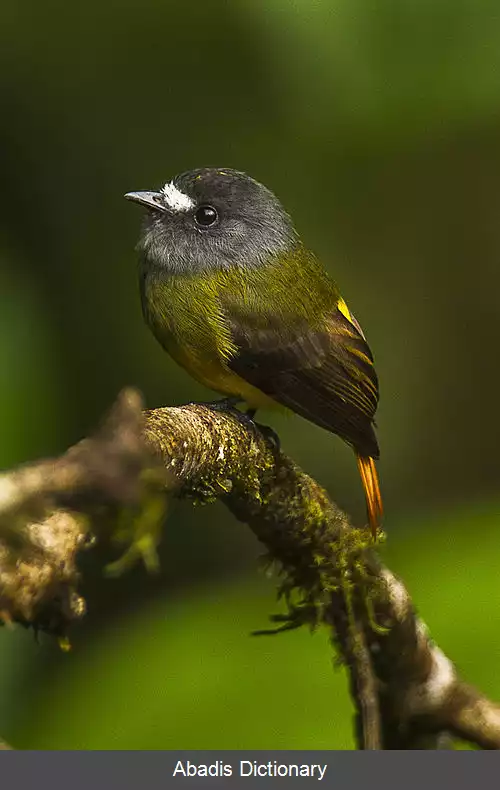 عکس مگس گیر خوش رنگ