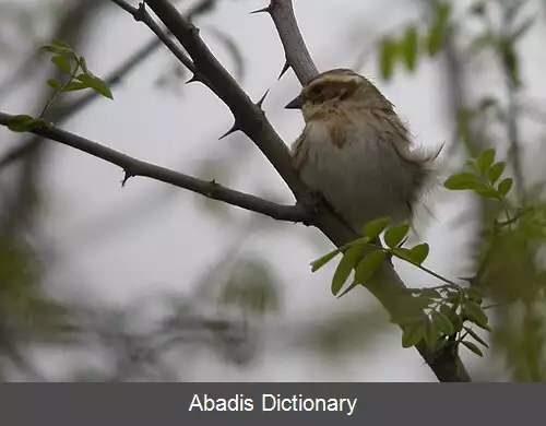 عکس زردپره گلوزرد