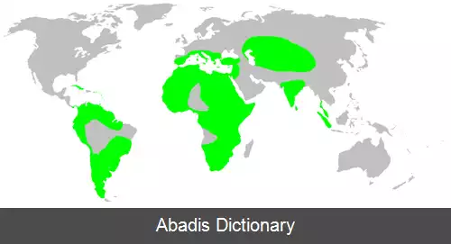 عکس عنکبوت های گیره پا