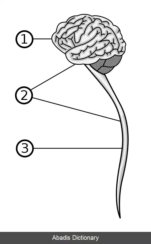 عکس دستگاه عصبی مرکزی