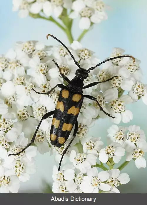 عکس دی ان ای محیطی