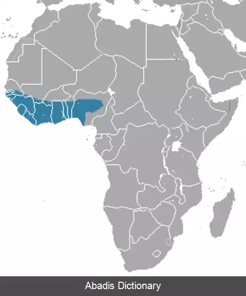 عکس خدنگ گامبیا