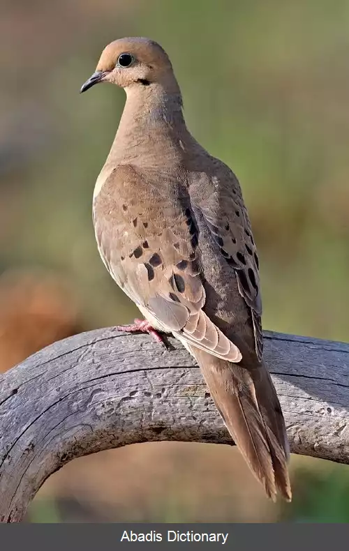عکس قمری مویه گر