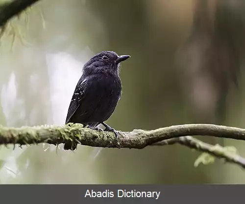 عکس سرودخوان مورچه خوار رگه سفید