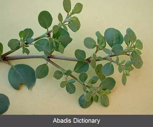 عکس خرفه سا (سرده)