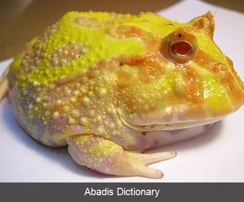 عکس زردگرایی