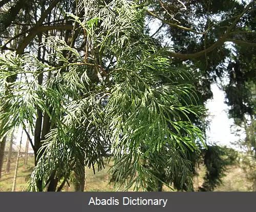 عکس سرو عود تایوانی