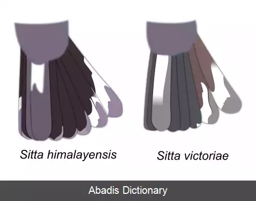 عکس کمرکلی ابروسفید