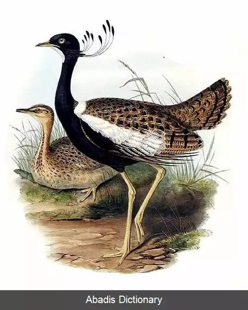 عکس سیاه هوبره کوچک