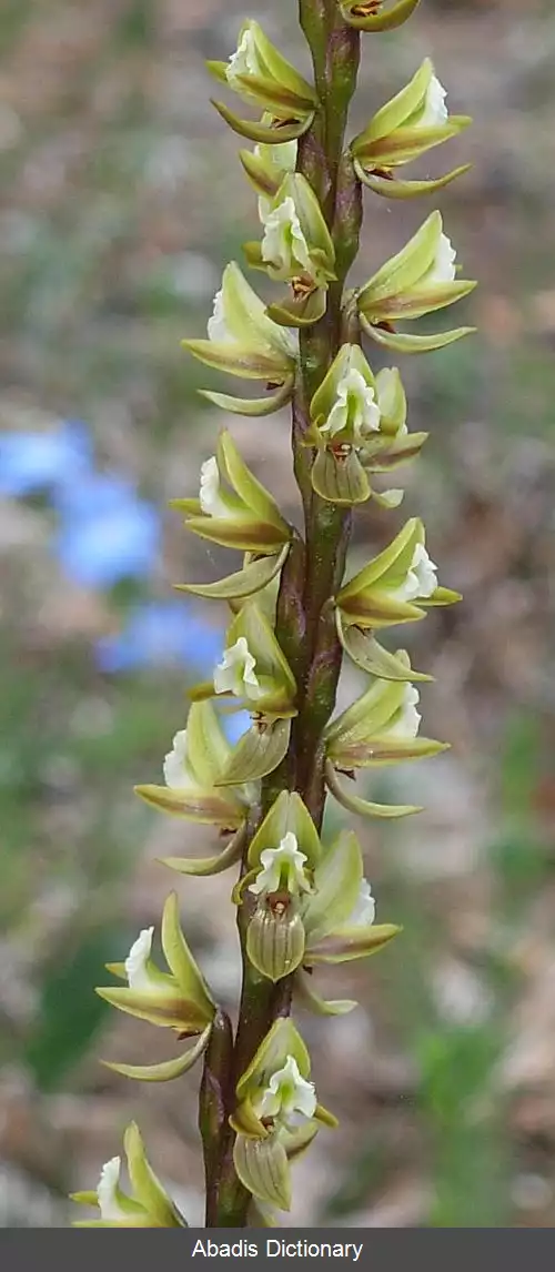 عکس ارکیده های تره فرنگی