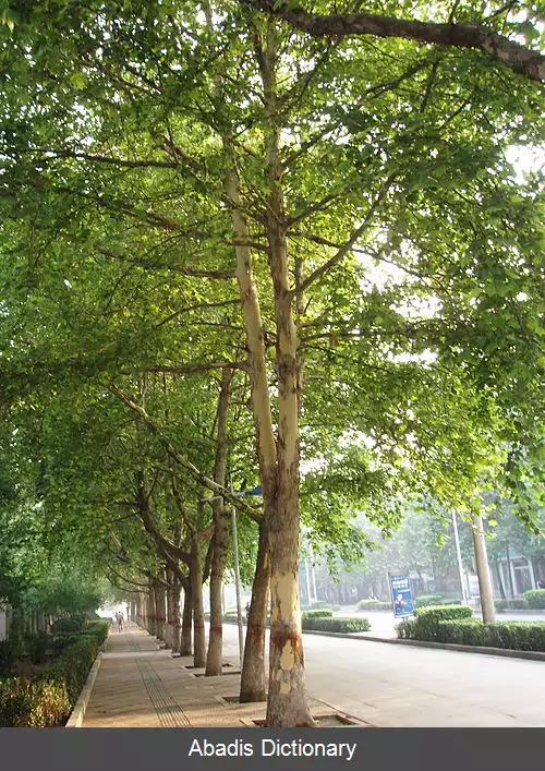 عکس چنار دورگه
